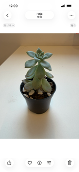 Apple iOS 26 Apple iOS 26